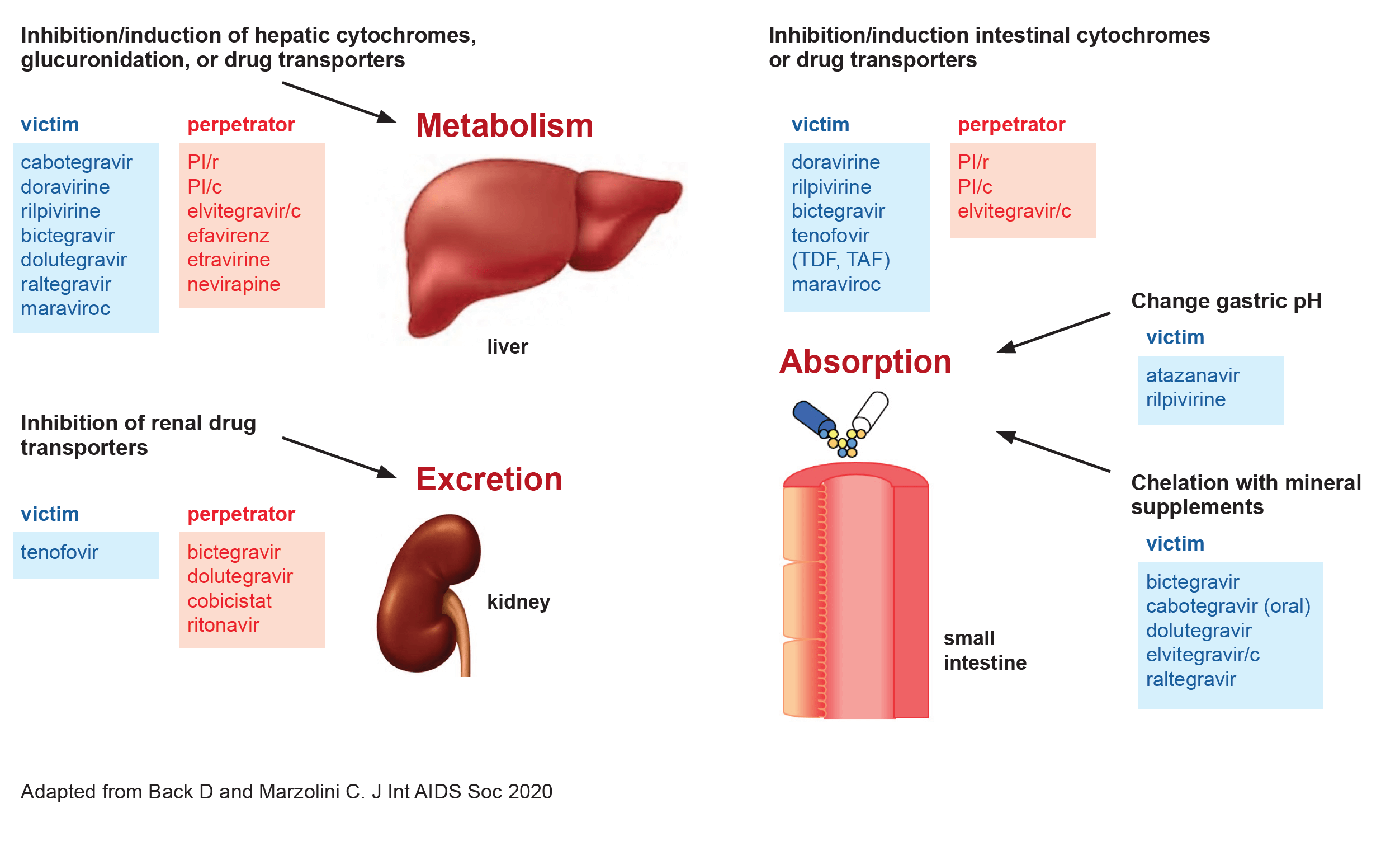 Mechanisms of Drug-Drug Interactions with Antiretroviral Drugs (App only) 2021